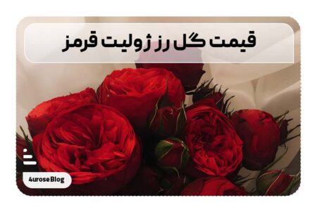 قیمت گل رز ژولیت قرمز