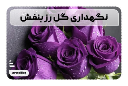 نگهداری گل رز بنفش