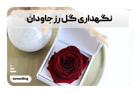 نگهداری گل رز جاودان