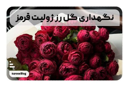 نگهداری گل رز ژولیت قرمز