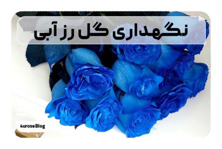 نگهدرای گل رز آبی
