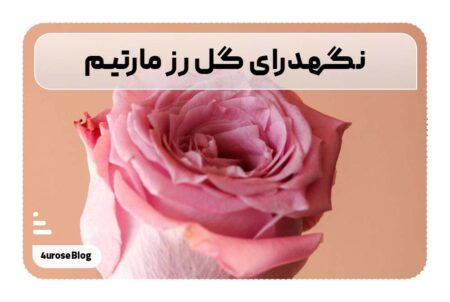 نگهدرای گل رز مارتیم