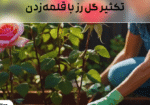 تکثیر گل رز با قلمه زدن
