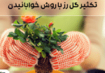 تکثیر گل رز با روش خوابانیدن