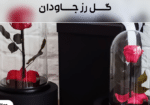 گل رز جاودان