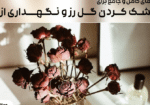 راهنمای کامل و جامع برای خشک کردن گل رز و نگهداری از آن