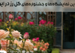 برترین نمایشگاه‌ها و جشنواره‌های گل رز در ایران