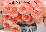 رکوردهای گل رز