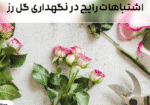 اشتباهات رایج در نگهداری گل رز