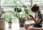 Caring for children against houseplants