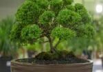 Keeping bonsai