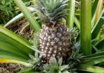 Pineapple propagation method