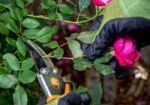 Pruning of roses and roses