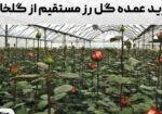 خرید عمده گل رز مستقیم از گلخانه