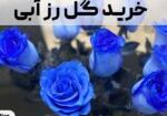 خرید گل رز آبی