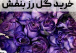 خرید گل رز بنفش