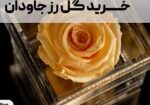 خرید گل رز جاودان