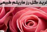 خرید گل رز مارتیم