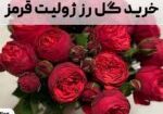 خرید گل رز ژولیت قرمز