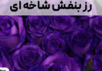 رز بنفش شاخه ای