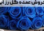 فروش عمده گل رز آبی