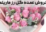 فروش عمده گل رز ماریتم