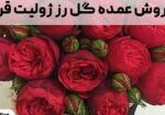 فروش عمده گل رز ژولیت قرمز