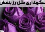 نگهداری گل رز بنفش