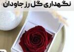 نگهداری گل رز جاودان