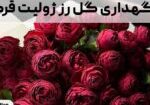 نگهداری گل رز ژولیت قرمز