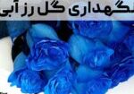 نگهدرای گل رز آبی
