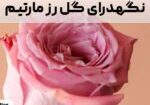 نگهدرای گل رز مارتیم